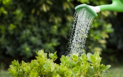 Arrêtés préfectoraux de restrictions d’eau : comment ça marche ?