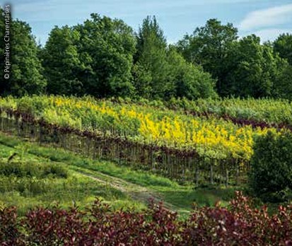 © Pépinières Charentaises